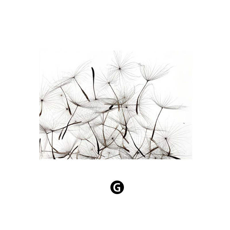 Северни модерни семпли черно-бели букви глухарче Декоративна картина за хол Малка свежа спалня Декоративна картина Принтиране на сърцевина