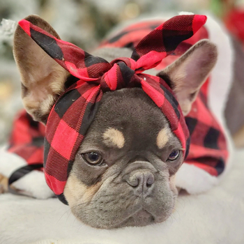 „Amazon“ tarpvalstybinė užsienio prekyba naminių gyvūnėlių galvos apdangalais, didmeninė prekyba šunimis, miela spausdinta elastinga galvos juosta, pagrindinė galvos juostų pora.