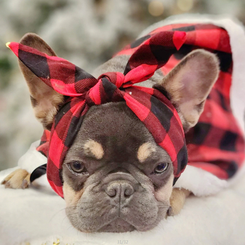 „Amazon“ tarpvalstybinė užsienio prekyba naminių gyvūnėlių galvos apdangalais, didmeninė prekyba šunimis, miela spausdinta elastinga galvos juosta, pagrindinė galvos juostų pora.