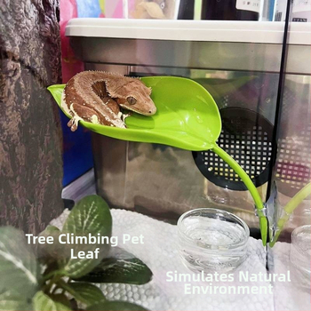 Катерене по дървета, Симулация на смучене на листа от домашен любимец, Избягване на растения, Катерене, Пейзаж в тропическа гора, Цилиарен рог, Шоугун, Дядо, Дървесна жаба, Гнездо на водоем