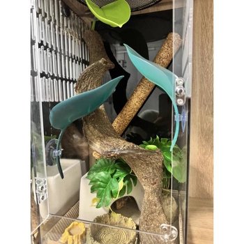 Катерене по дървета, Симулация на смучене на листа от домашен любимец, Избягване на растения, Катерене, Пейзаж в тропическа гора, Цилиарен рог, Шоугун, Дядо, Дървесна жаба, Гнездо на водоем