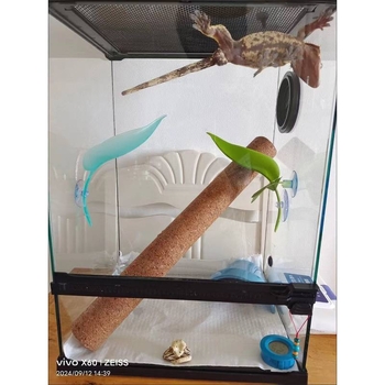 Катерене по дървета, Симулация на смучене на листа от домашен любимец, Избягване на растения, Катерене, Пейзаж в тропическа гора, Цилиарен рог, Шоугун, Дядо, Дървесна жаба, Гнездо на водоем