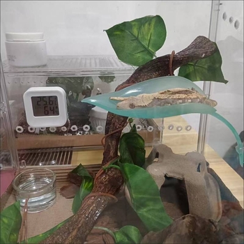 Катерене по дървета, Симулация на смучене на листа от домашен любимец, Избягване на растения, Катерене, Пейзаж в тропическа гора, Цилиарен рог, Шоугун, Дядо, Дървесна жаба, Гнездо на водоем