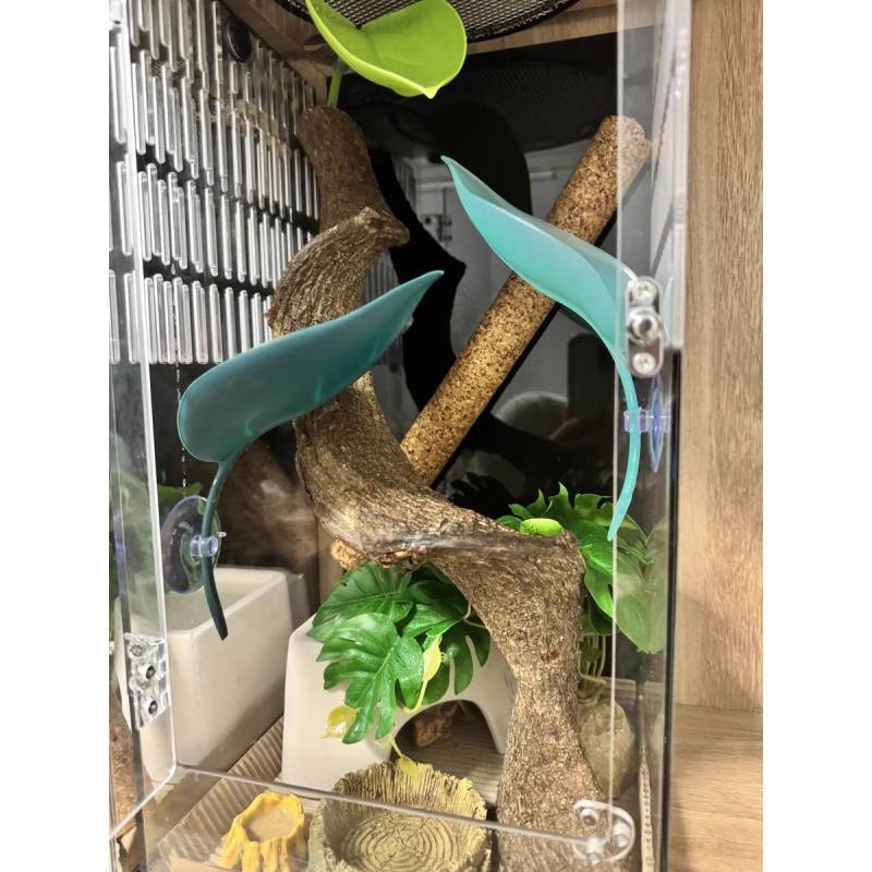 Катерене по дървета, Симулация на смучене на листа от домашен любимец, Избягване на растения, Катерене, Пейзаж в тропическа гора, Цилиарен рог, Шоугун, Дядо, Дървесна жаба, Гнездо на водоем