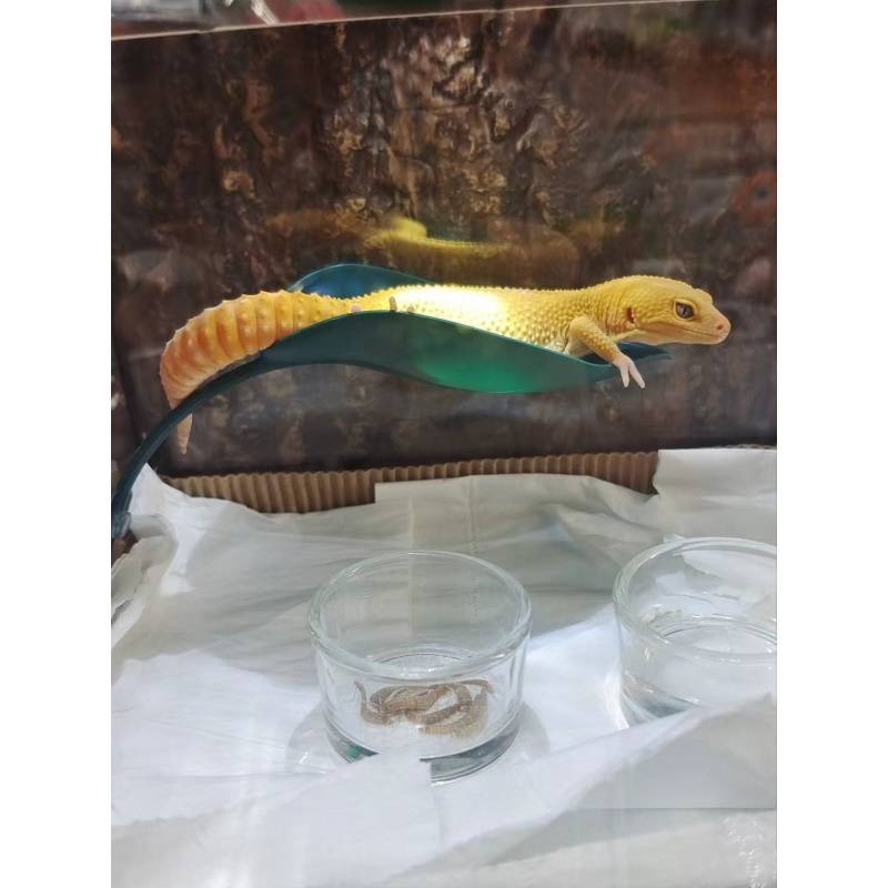 Катерене по дървета, Симулация на смучене на листа от домашен любимец, Избягване на растения, Катерене, Пейзаж в тропическа гора, Цилиарен рог, Шоугун, Дядо, Дървесна жаба, Гнездо на водоем