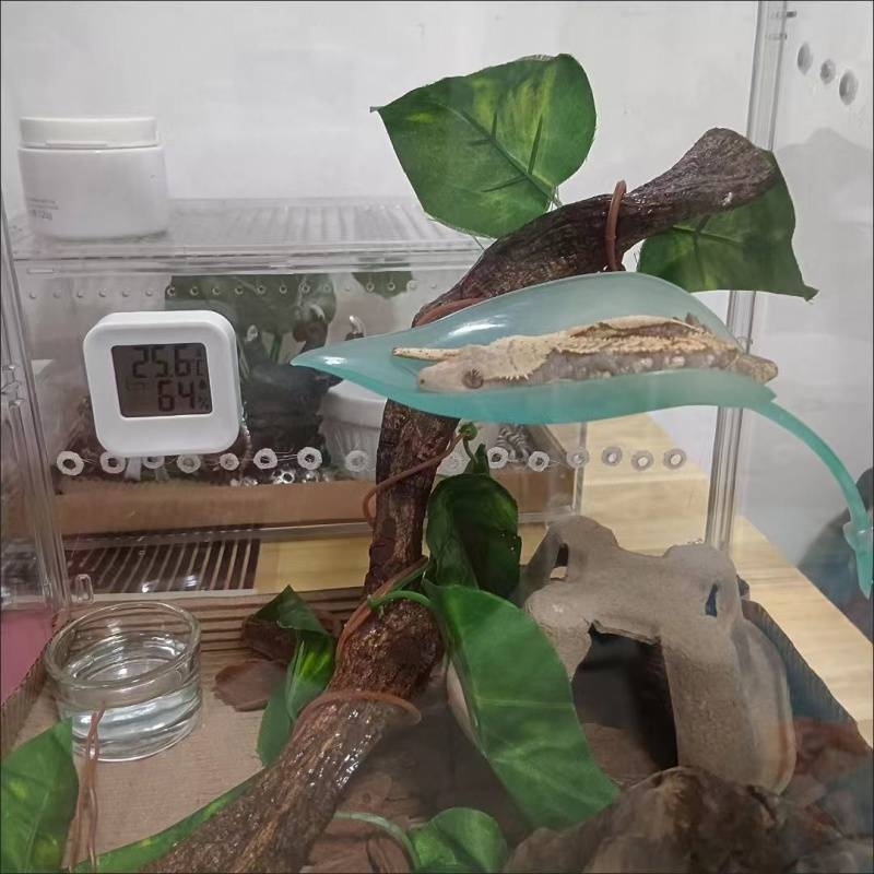 Катерене по дървета, Симулация на смучене на листа от домашен любимец, Избягване на растения, Катерене, Пейзаж в тропическа гора, Цилиарен рог, Шоугун, Дядо, Дървесна жаба, Гнездо на водоем