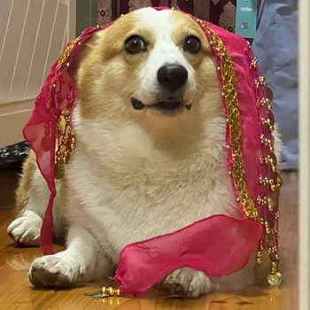 Διαδίκτυο Celebrant Corgi Belly Dance Fart Chain Sequin Waist Chain Warm Dog Sexy Hip Shake Fart Dance Hip Petal Decoration