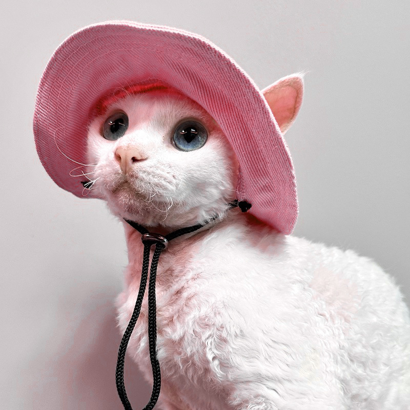 Шапка за куче, безкосместа котка с открити уши, малко куче, кученце корги, сенник, шапка за домашен любимец рибар, слънцезащитен крем, шапка за котка