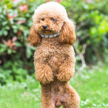 2024. aasta lemmikloomale mõeldud populaarne peen pärlkaelakee roosa lipsuga luust ripats, Euroopa ja Ameerika piiriülene eksklusiivne pakkumine