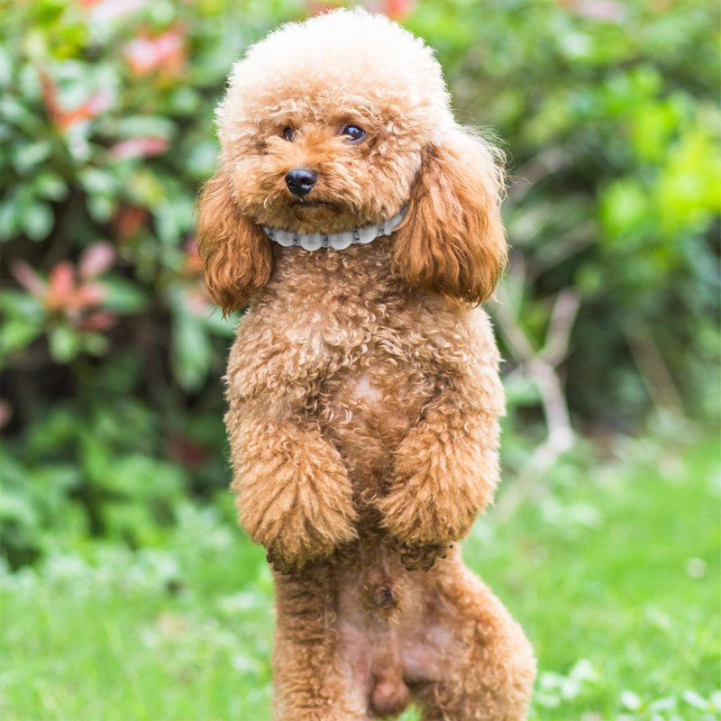 2024. aasta lemmikloomale mõeldud populaarne peen pärlkaelakee roosa lipsuga luust ripats, Euroopa ja Ameerika piiriülene eksklusiivne pakkumine