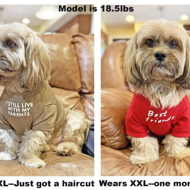 Teddy Clothes Bug Shapi Bulldog lemmikloomade riided kampsunkaelusega T-särk Teddy Panda koerariided