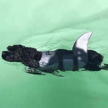 Lemmikloomade hai koomiksiujumisriided koertele, ujumisriided, suured, keskmised ja väikesed koerad, päästevest, uppumisvastane vest