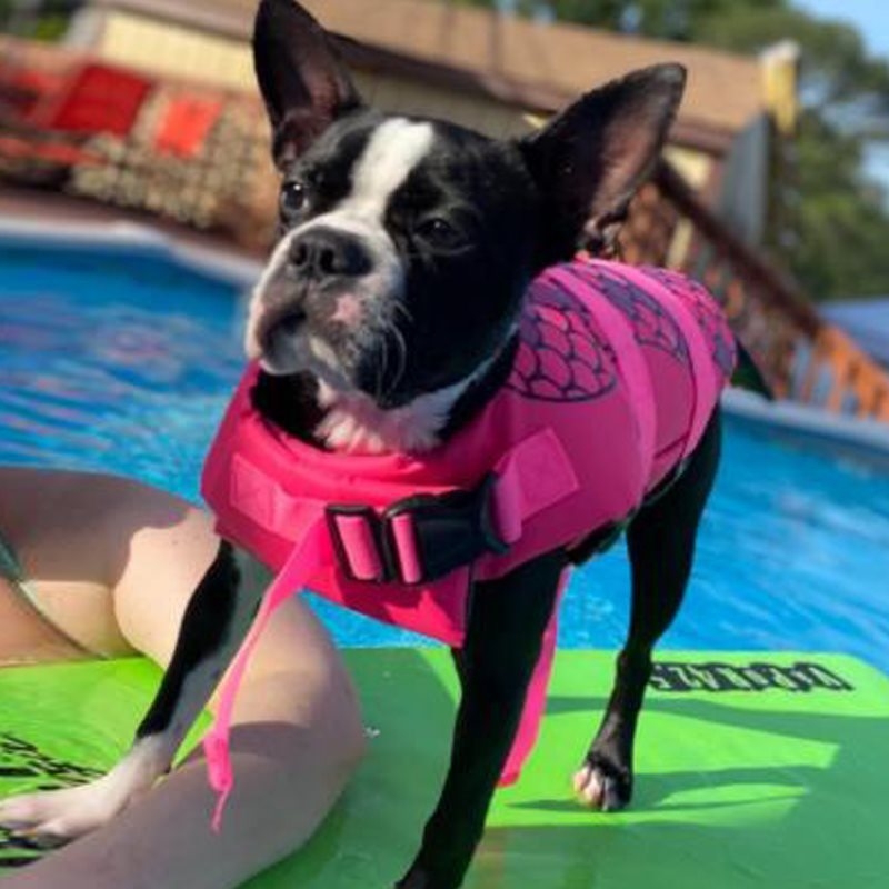 Lemmikloomade hai koomiksiujumisriided koertele, ujumisriided, suured, keskmised ja väikesed koerad, päästevest, uppumisvastane vest