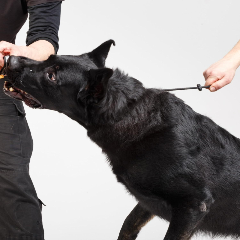 Spetsiaalne lämbumisköis lemmikloomadele, koerte jalutamiseks mõeldud õues treenimise veojõuköis, lemmikloomade treenimise P-ketiga plahvatuskindel veojõuköis