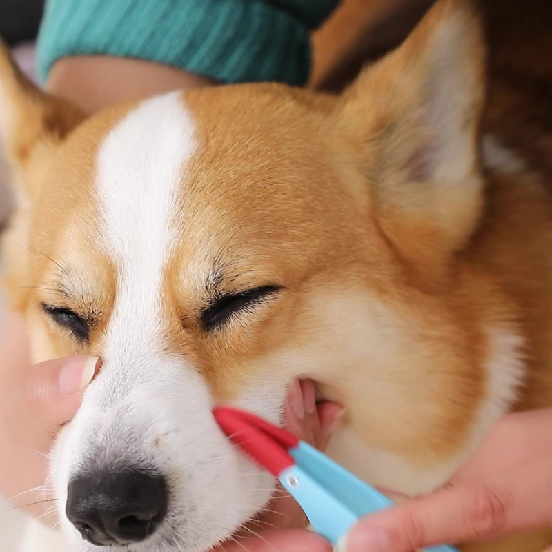 Lemmiklooma pisarahari kassi koera silma väljaheidete hari sõlmehari silmapuhastusklamber pehme hari Amazoni eksklusiivne