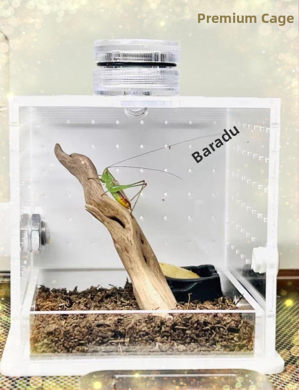 Siristamine purgis lemmiklooma siristamine Puur nimega purk ritsikad toitmine väike kaasaskantav võistlus siristamine aretus