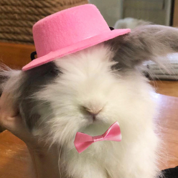 Αστείο ντύσιμο με ρυθμιζόμενο χριστουγεννιάτικο καπέλο, καπέλο για αποκριές, καπέλο κουνελιού, ινδικό χοιρίδιο, σκαντζόχοιρος τσιντσιλά