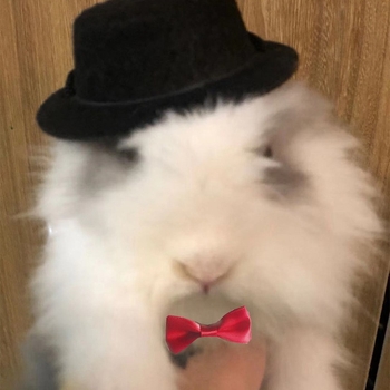 Αστείο ντύσιμο με ρυθμιζόμενο χριστουγεννιάτικο καπέλο, καπέλο για αποκριές, καπέλο κουνελιού, ινδικό χοιρίδιο, σκαντζόχοιρος τσιντσιλά