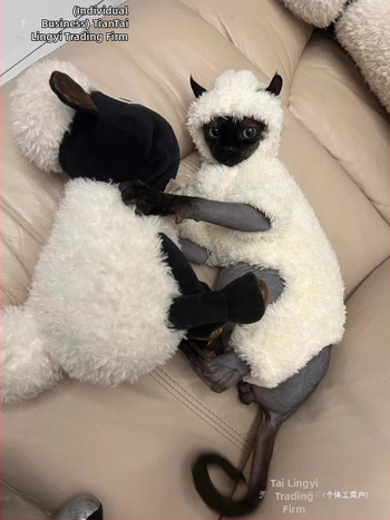 Kačių drabužiai rudeniui ir žiemai, ėriuko, Seano, mieli keturkojai, sfinkso, Devono, vilnos pamušalu, šilti, neperšalimo drabužiai.