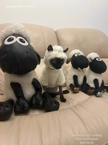 Kačių drabužiai rudeniui ir žiemai, ėriuko, Seano, mieli keturkojai, sfinkso, Devono, vilnos pamušalu, šilti, neperšalimo drabužiai.