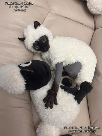 Kačių drabužiai rudeniui ir žiemai, ėriuko, Seano, mieli keturkojai, sfinkso, Devono, vilnos pamušalu, šilti, neperšalimo drabužiai.