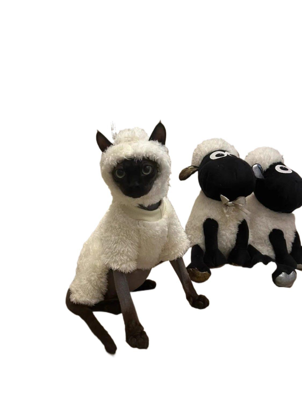 Kačių drabužiai rudeniui ir žiemai, ėriuko, Seano, mieli keturkojai, sfinkso, Devono, vilnos pamušalu, šilti, neperšalimo drabužiai.