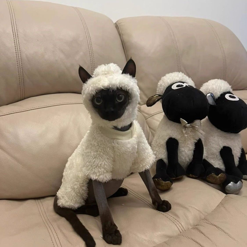 Kačių drabužiai rudeniui ir žiemai, ėriuko, Seano, mieli keturkojai, sfinkso, Devono, vilnos pamušalu, šilti, neperšalimo drabužiai.