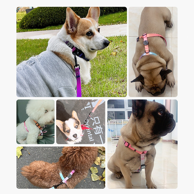 Everkingi koerarihm väikestele koertele, ketirakmed, gradientvärvi koerakaelarihm, koertele mõeldud jalutusnöör, hulgimüük