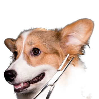 Πούδρα για αυτιά σκύλου, Τρίχες αυτιών, Πένσα για σκύλους, Πένσα για γάτες, Εργαλείο, Πένσα αιμόστασης με ίσια κεφαλή, Πένσα για τρίχες αυτιών, Καθαριστικό κατοικίδιων, Αρκουδάκι