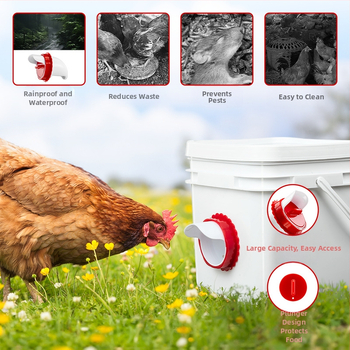 Linnukasvatuse söötja vihmakindel automaatne söötja kana-pardisöötja ämber gravitatsiooniküna jootur Amazoni hulgimüük