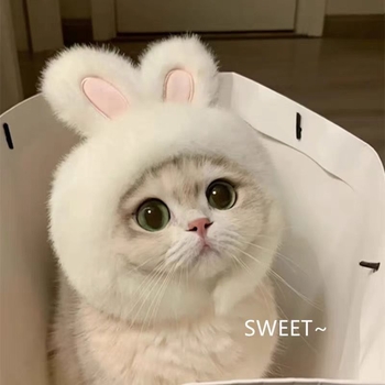 Домашни любимци Заешка шапка Котка Куче Интернет празнуващ Заешка шапка Преобличане Шапка със заешки уши Фото аксесоари