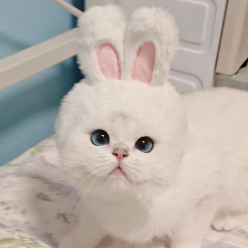 Домашни любимци Заешка шапка Котка Куче Интернет празнуващ Заешка шапка Преобличане Шапка със заешки уши Фото аксесоари