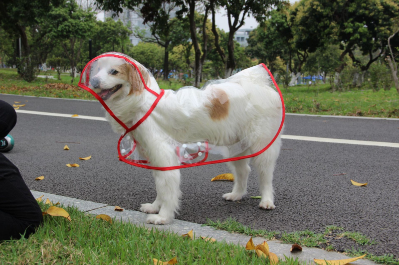 Novi kabanica za pse s četveronožnom kapuljačom, vodootporna, sveobuhvatna kabanica s motivom zlatnog retrivera, pončo za velike, srednje i male pse