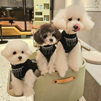 Mali pas s ogrlicom, kožna suknja, malteški bišon, odjeća za kućne ljubimce, odjeća za plišane pse, odjeća za male pse