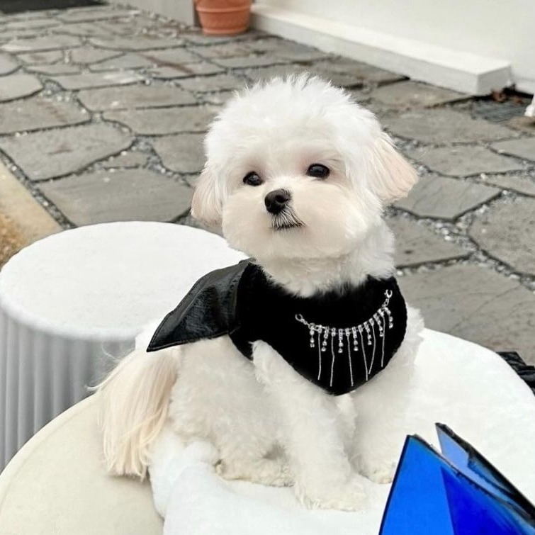 Mali pas s ogrlicom, kožna suknja, malteški bišon, odjeća za kućne ljubimce, odjeća za plišane pse, odjeća za male pse