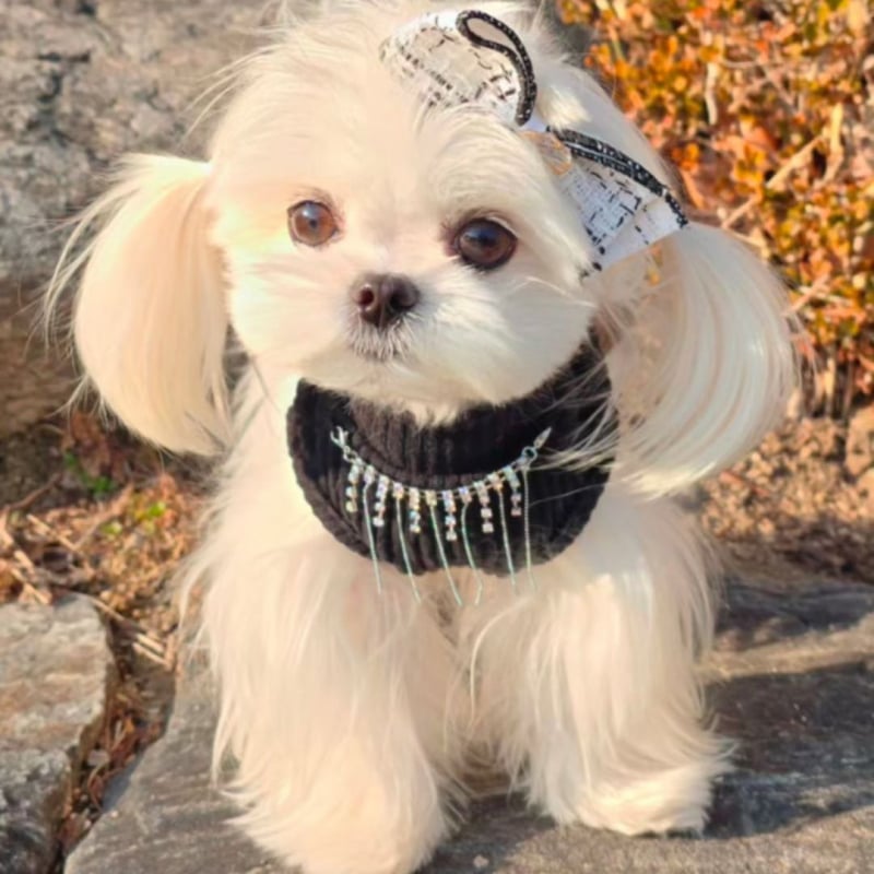 Mali pas s ogrlicom, kožna suknja, malteški bišon, odjeća za kućne ljubimce, odjeća za plišane pse, odjeća za male pse