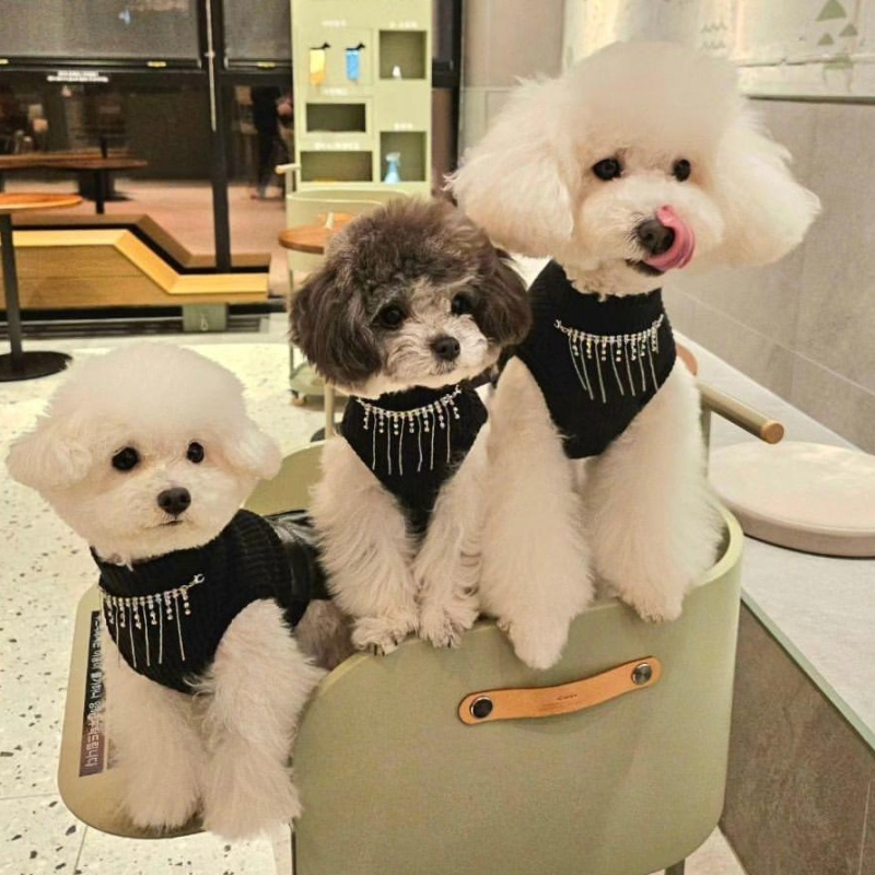 Mali pas s ogrlicom, kožna suknja, malteški bišon, odjeća za kućne ljubimce, odjeća za plišane pse, odjeća za male pse