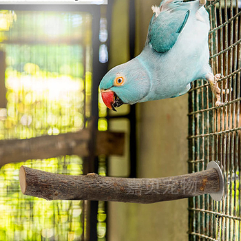 Σετ βάσης για παπαγάλους, βάση για κορμούς, στρογγυλή ξύλινη πλατφόρμα για άλματα, βάση για κούρνια πουλιών, διασυνοριακή Amazon