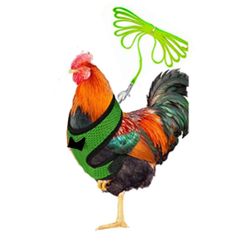 Каишка за домашни любимци Little Duck