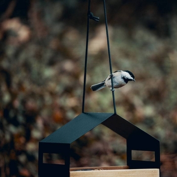 Трансгранична независима станция CLIPARTO Ръчна хранилка за птици