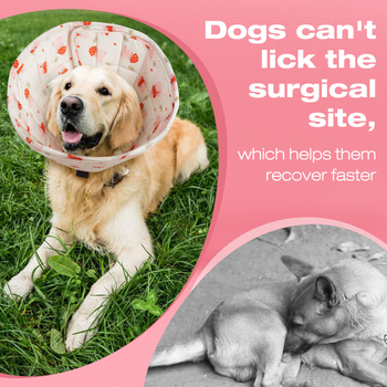 Нашийник за домашни любимци Elizabeth Нашийник за котки и кучета Шапка за кучета против облизване и хапане Elizabeth Нашийник за домашни любимци в британски стил