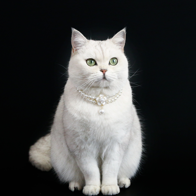 Κολιέ με μαργαριτάρια για κατοικίδια Malzis Devon Cat Noble με διπλή στρώση και μαργαριτάρια, αξεσουάρ