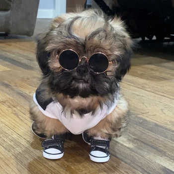 Μικρά παπούτσια για σκύλους αρκουδάκι για σκύλους τεσσάρων εποχών από τα παπούτσια αρκούδας καλύπτουν αντι-βρώμικα παπούτσια καμβά αντι-πτώσης παπούτσια για κατοικίδια αναπνεύσιμα