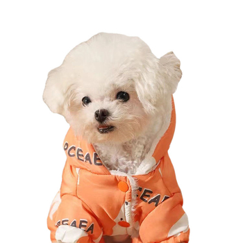 Σκύλος Φθινόπωρο και Χειμώνας Teddy Pomerie Τετράποδο Μικρό Σκυλάκι Κουτάβι Κατοικίδιο Φθινόπωρο και Χειμώνας Bixie Puppy Φθινόπωρο και Χειμώνας