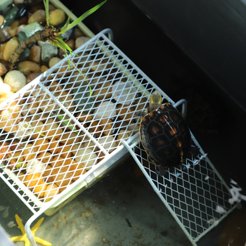 Τραπέζι ξήρανσης μικρής χελώνας, χελώνα νερού, χελώνα χόρτου, βραζιλιάνικη χελώνα, τραπέζι αναρρίχησης με σκάλα, συνδυασμός δεξαμενής χελωνών, ξεκούραση τοπίου, πλωτό τραπέζι, προμήθειες