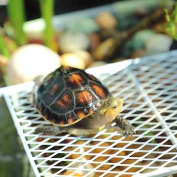Τραπέζι ξήρανσης μικρής χελώνας, χελώνα νερού, χελώνα χόρτου, βραζιλιάνικη χελώνα, τραπέζι αναρρίχησης με σκάλα, συνδυασμός δεξαμενής χελωνών, ξεκούραση τοπίου, πλωτό τραπέζι, προμήθειες