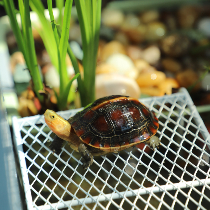 Малка костенурка, маса за сушене на гърба, водна костенурка, тревна костенурка, бразилска костенурка, маса за катерене по стълба, комбинирана костенурка, почивка за аквариум, пейзаж, плаваща маса, консумативи