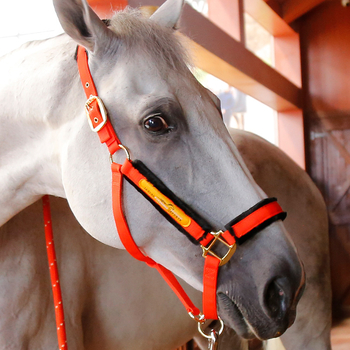 Hobusepuur, peakate, kulumisvastane, hobuseparandus, lemmikloomatarbed, rakmed, ratsutamistarvete tehas 8218099