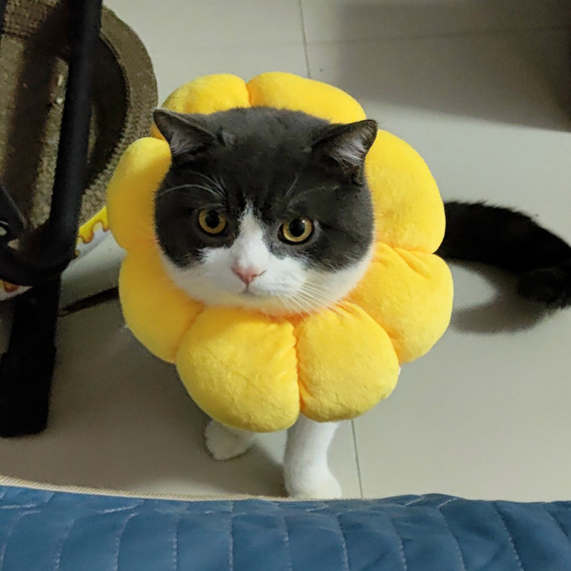 T Elizabeth Circle mekani prsten za sterilizaciju mačaka, navlaka za kućne ljubimce protiv ugriza, vodootporni prsten za pse protiv lizanja