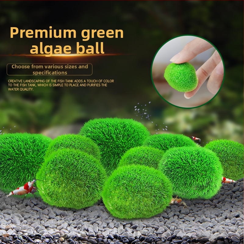 Kunstlik kalatank merevetikapall veetaimed mikromaastik ökoloogiline pudel rohevetikapall kalatank maastik siseruumides töölaua kaunistused kaunistused